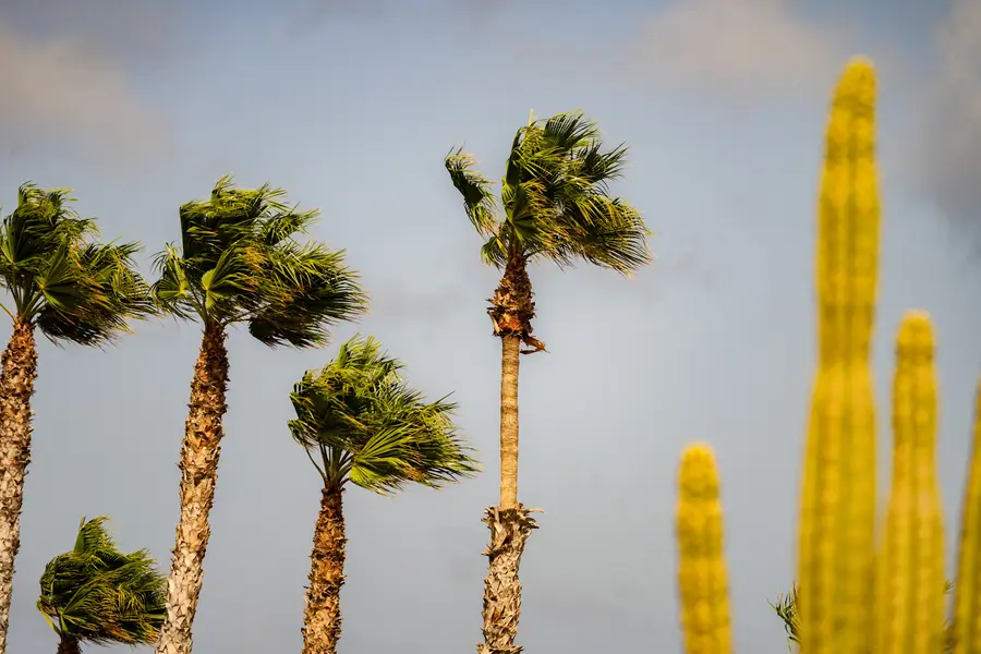 Finca de Arrieta, Lanzarote: fotografia di Matteo Mizzoni